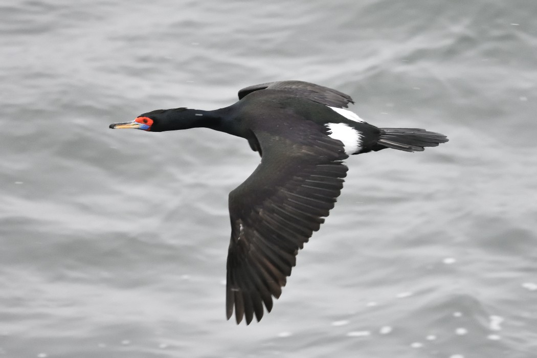 Red-faced Cormorant - ML620593655