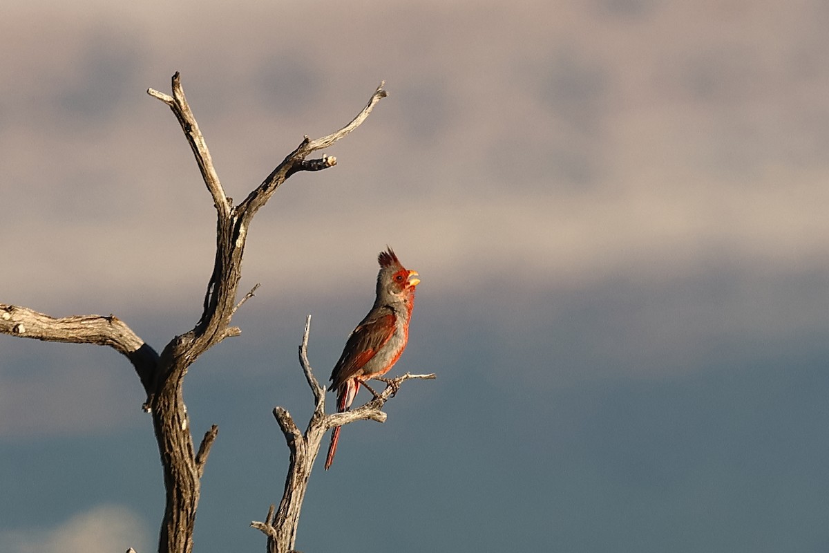 Cardinal pyrrhuloxia - ML620593657