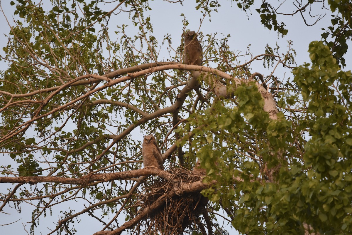 Great Horned Owl - ML620593658