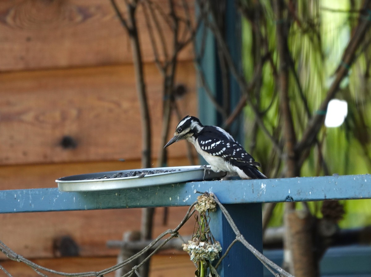 Hairy Woodpecker - ML620593659