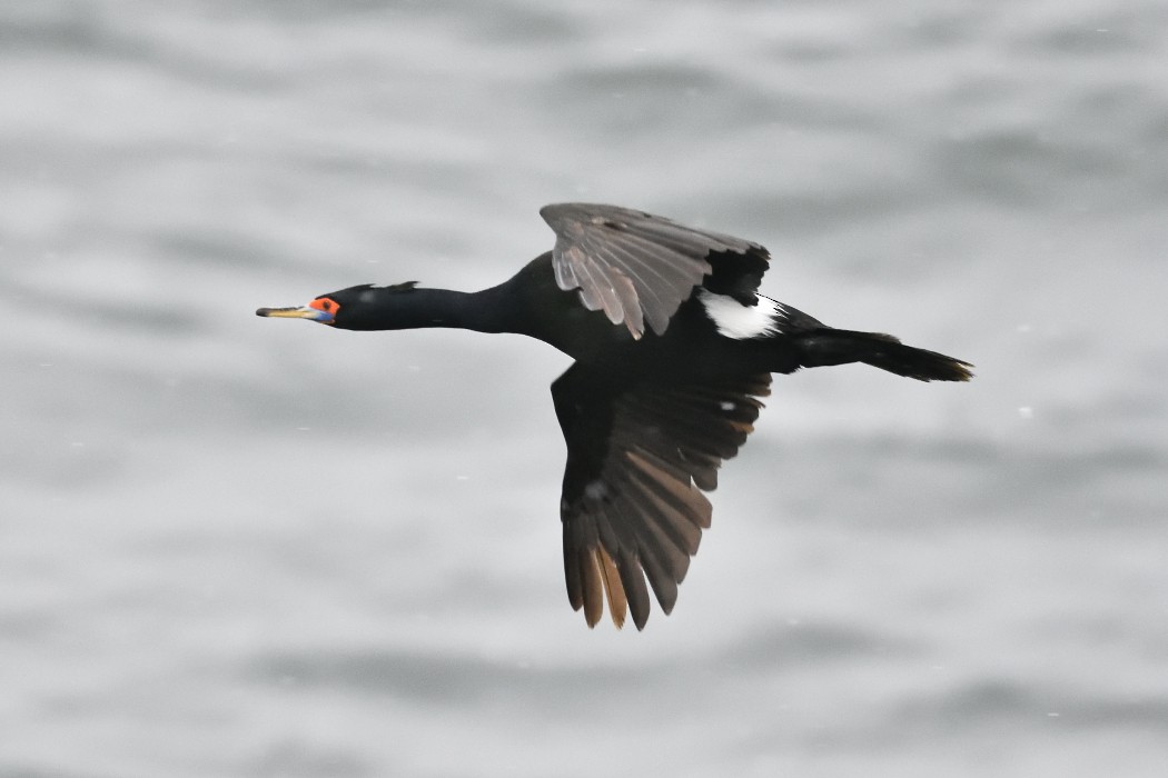 Cormoran à face rouge - ML620593661