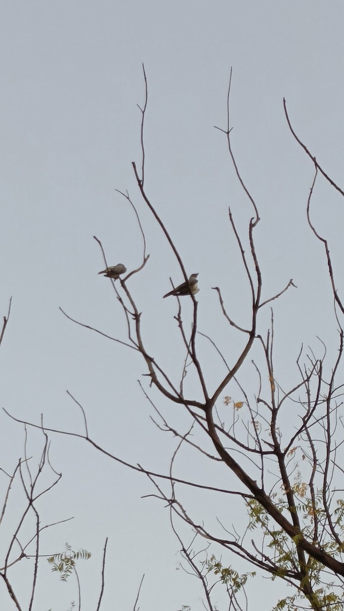 Large Cuckooshrike - ML620593662