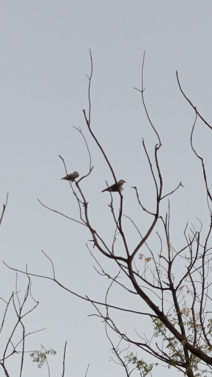 Large Cuckooshrike - ML620593663