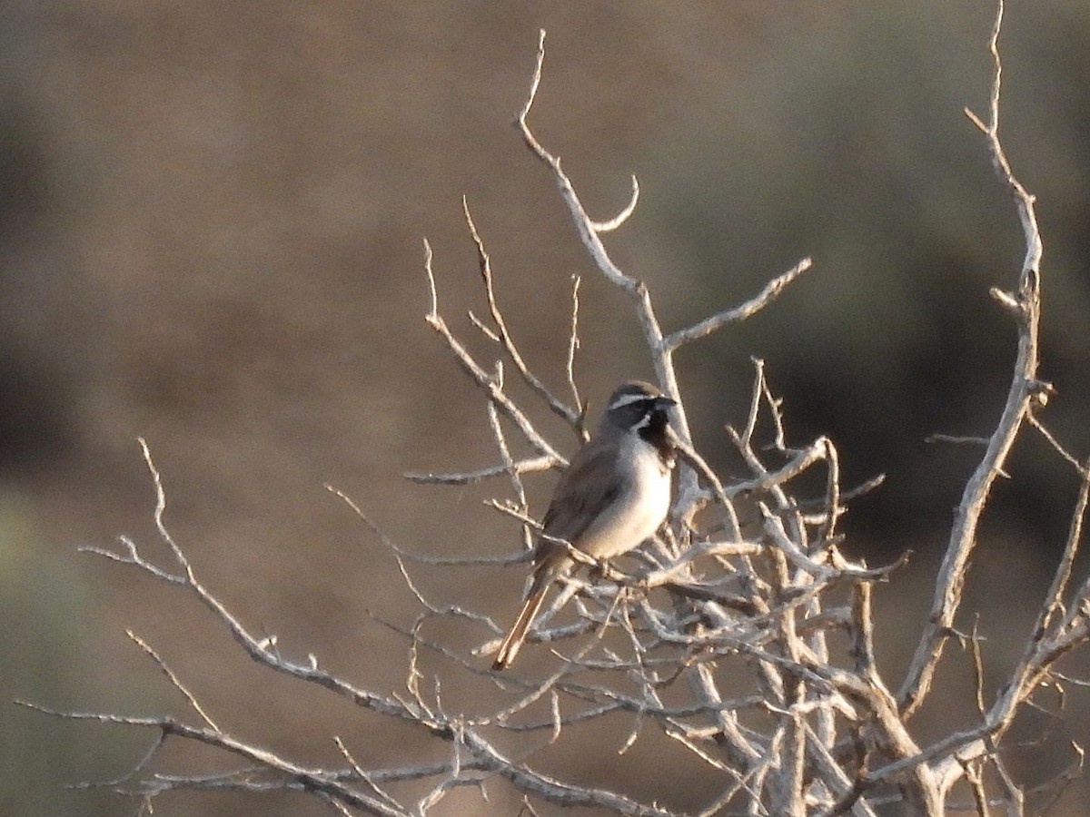 Black-throated Sparrow - ML620593666