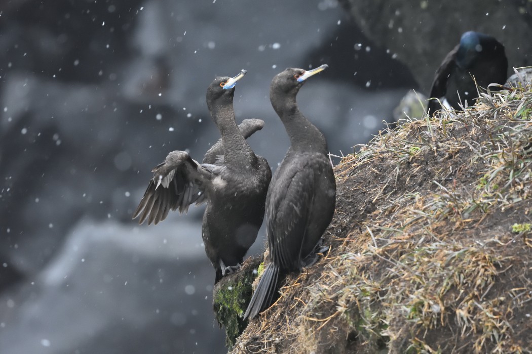 Cormorán Carirrojo - ML620593667