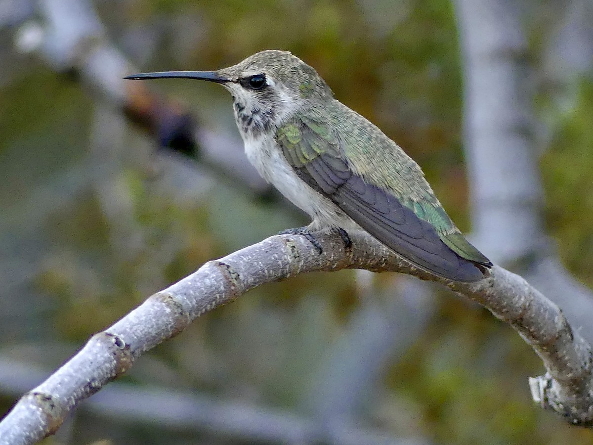 Costa's Hummingbird - ML620593670