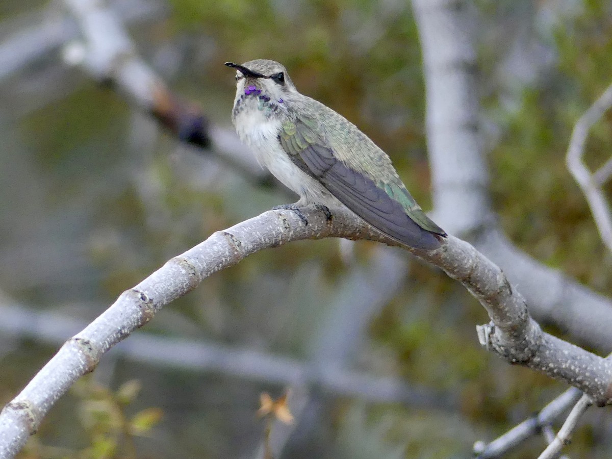 ørkenkolibri - ML620593671