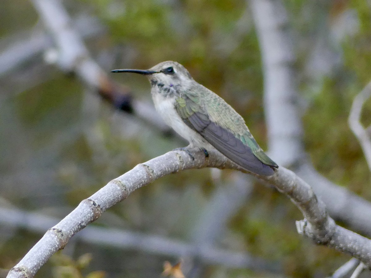 Costa's Hummingbird - ML620593672