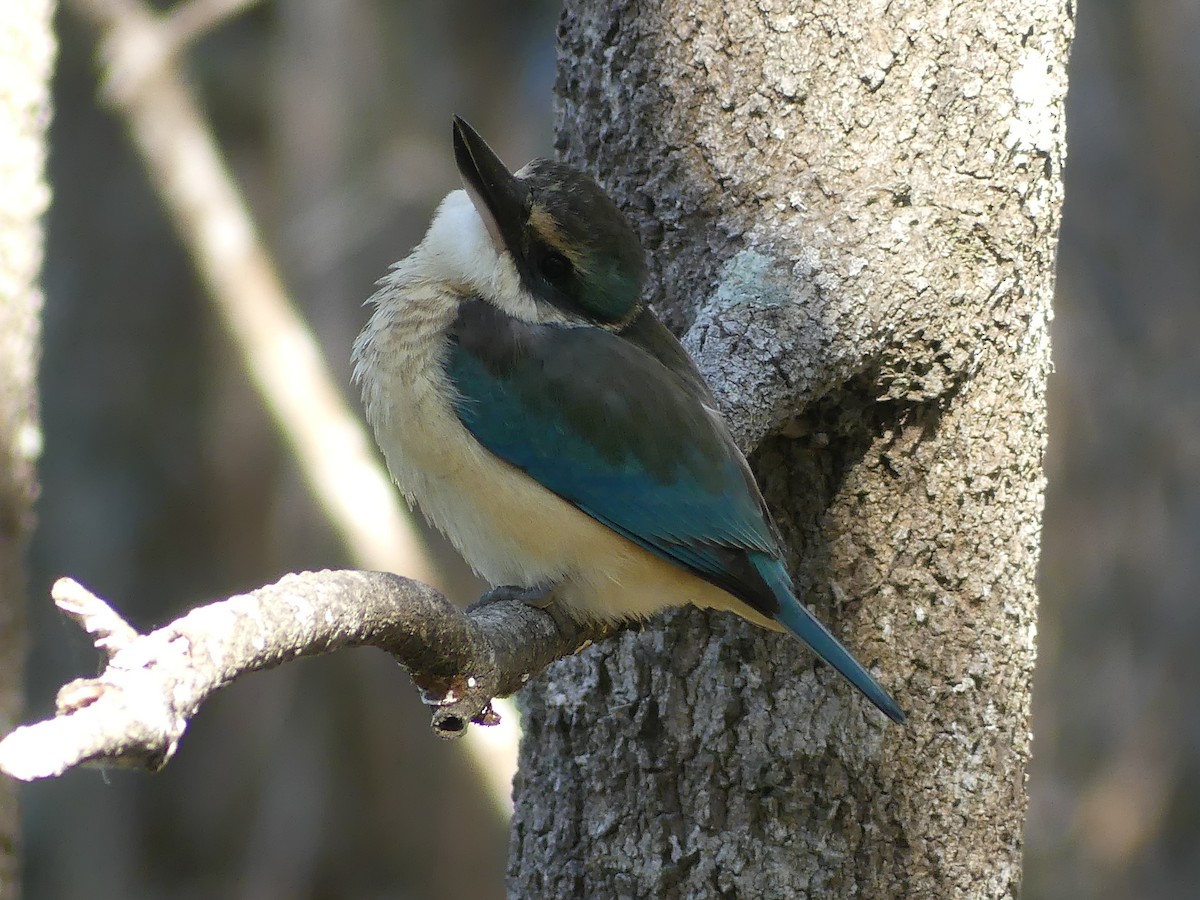 Sacred Kingfisher - ML620593674