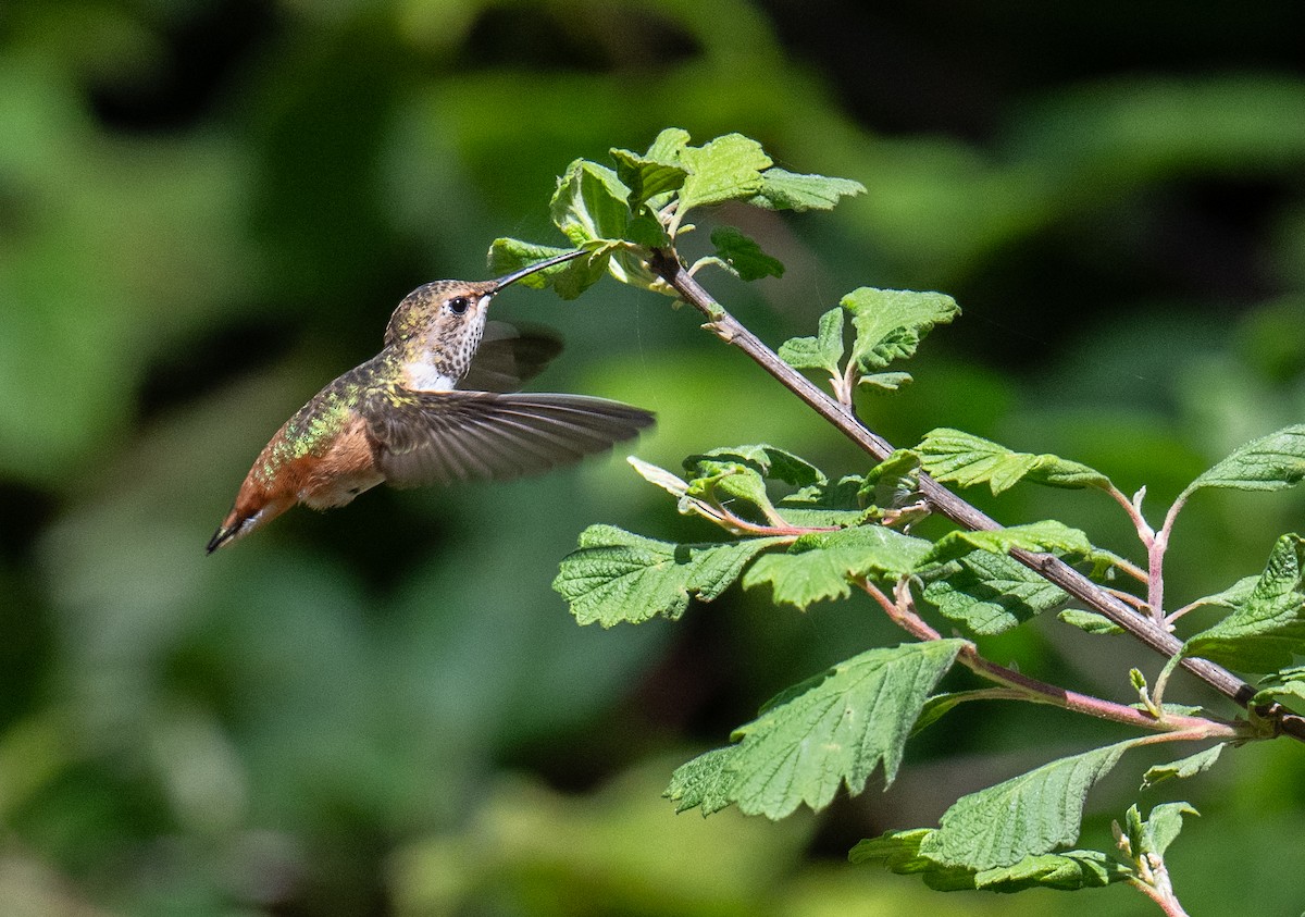 Allen's Hummingbird - ML620593675