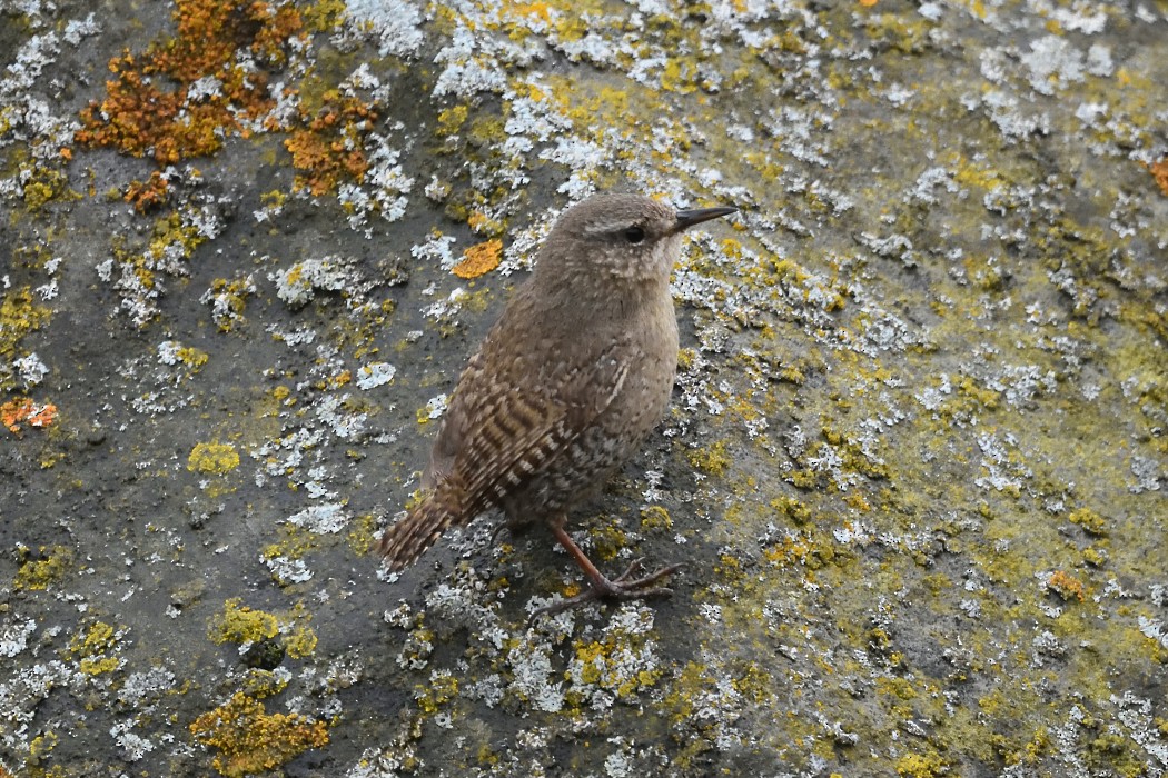 Pacific Wren - ML620593680