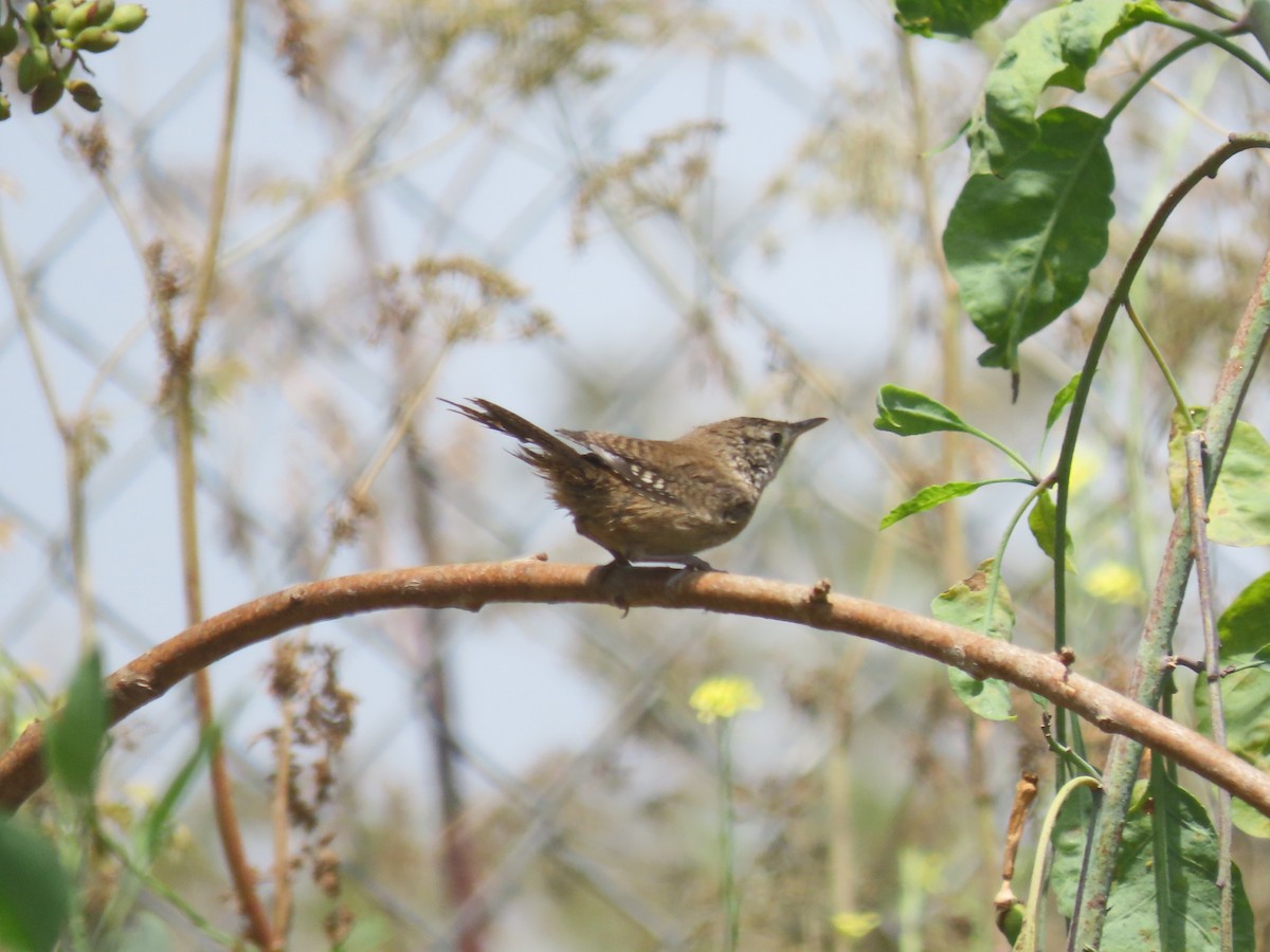 House Wren - ML620593681