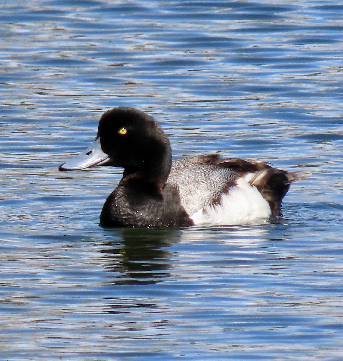 Greater Scaup - ML620593684