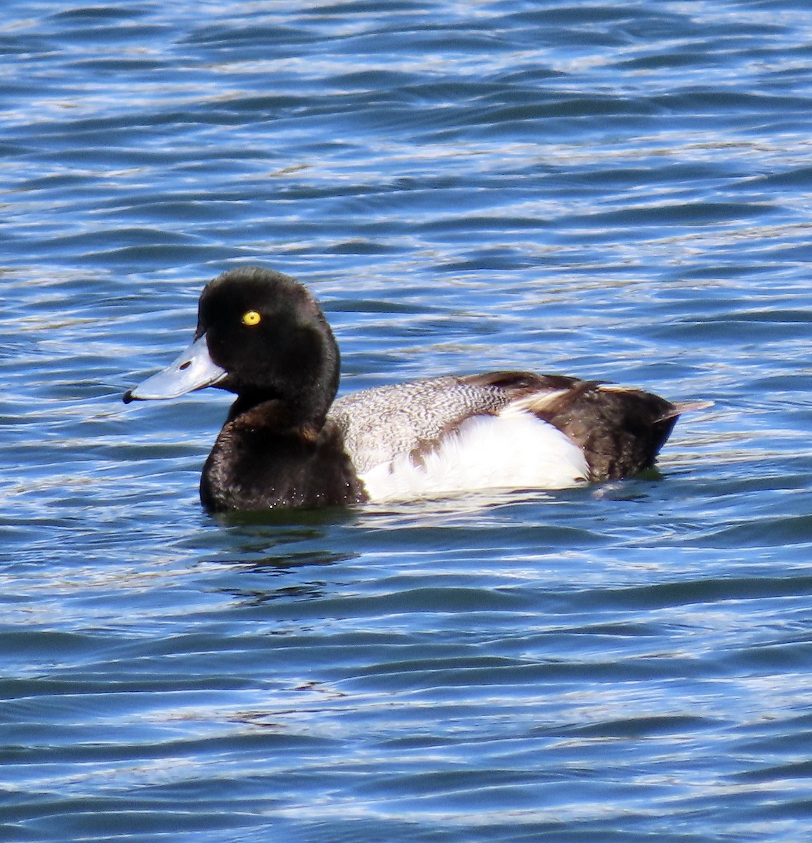Greater Scaup - ML620593685