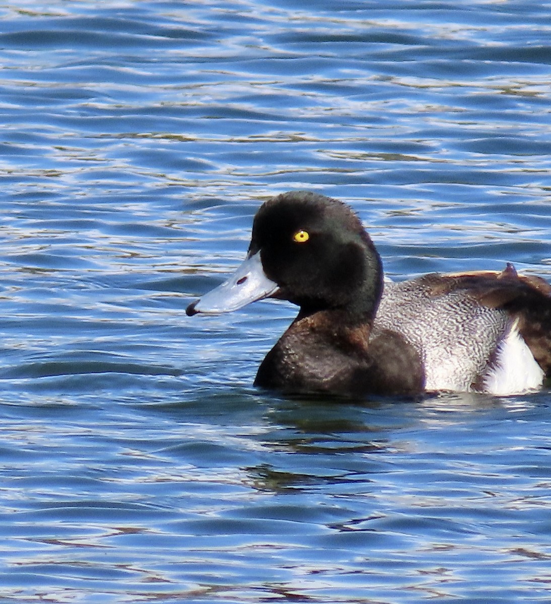 Greater Scaup - ML620593686