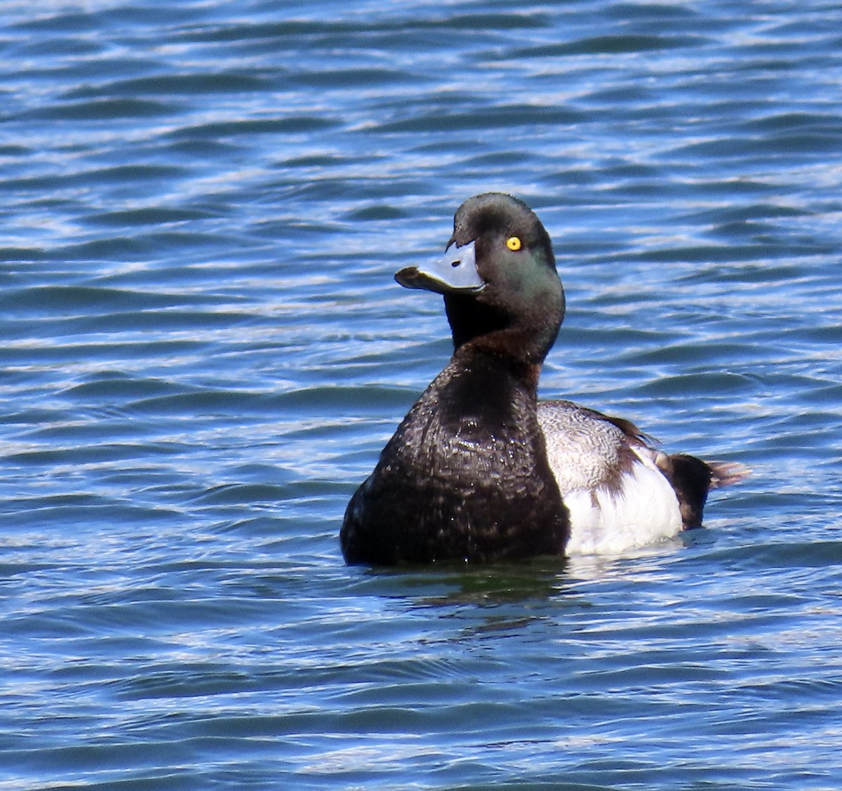 Greater Scaup - ML620593687