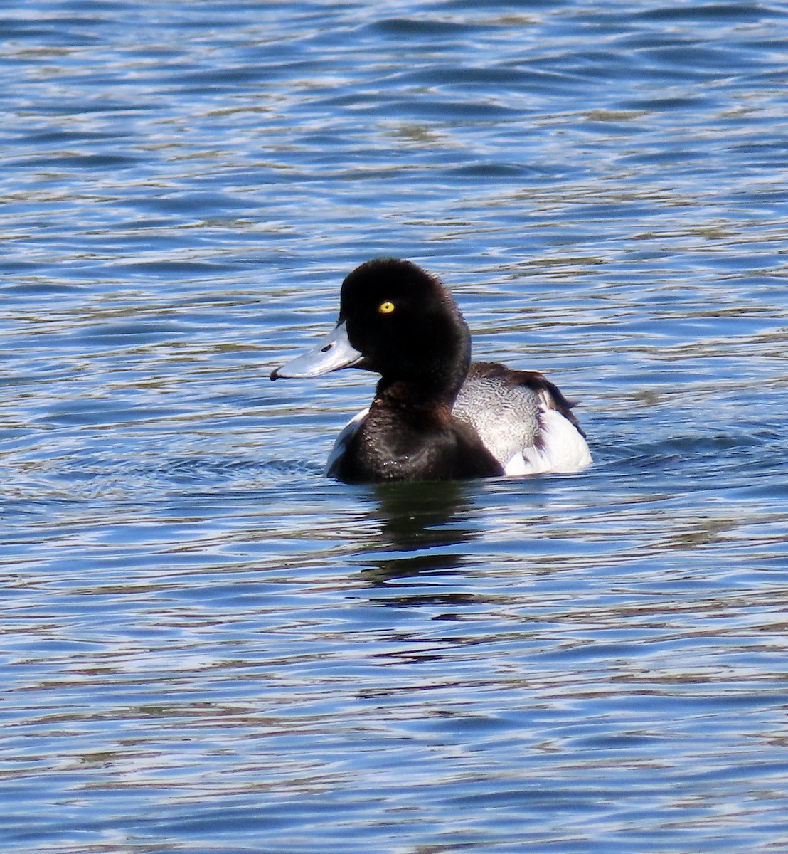 Greater Scaup - ML620593688