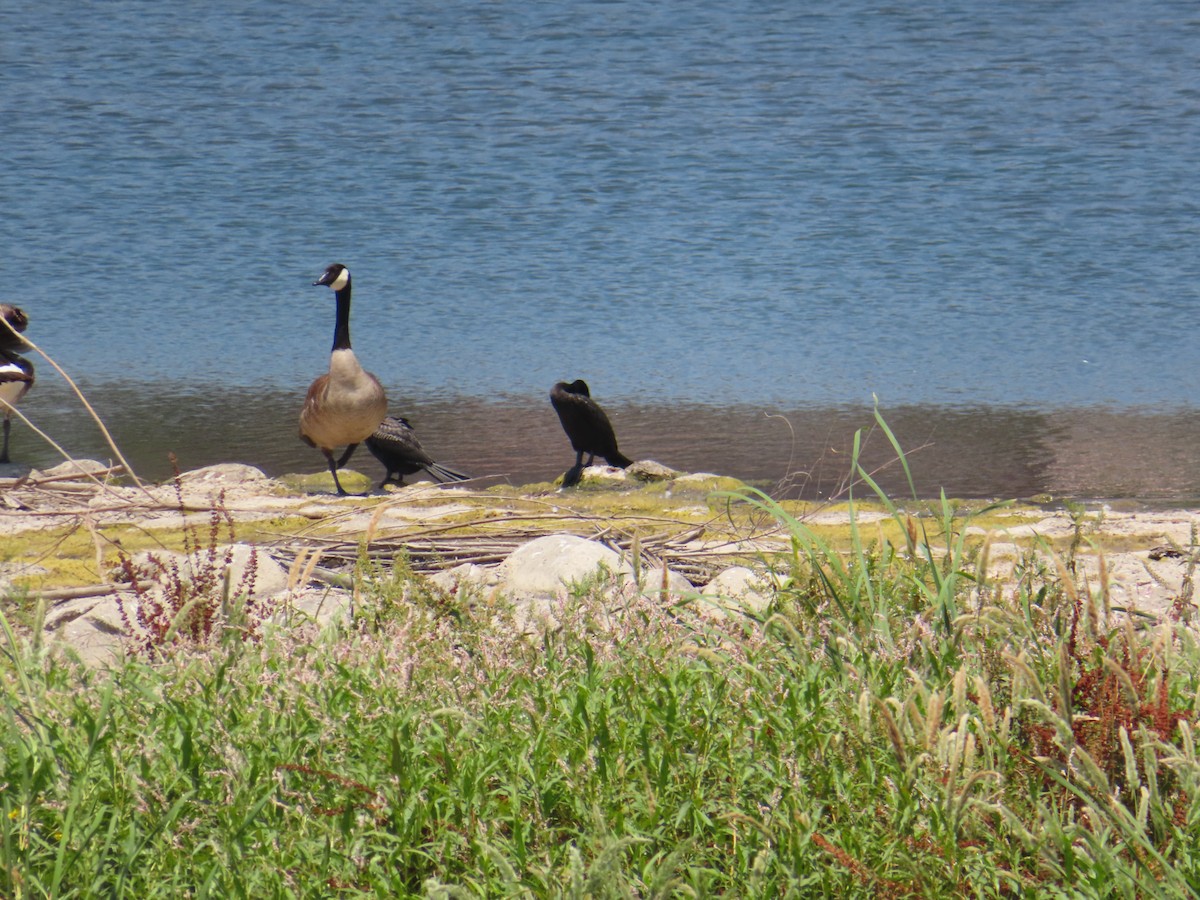 Neotropic Cormorant - ML620593689