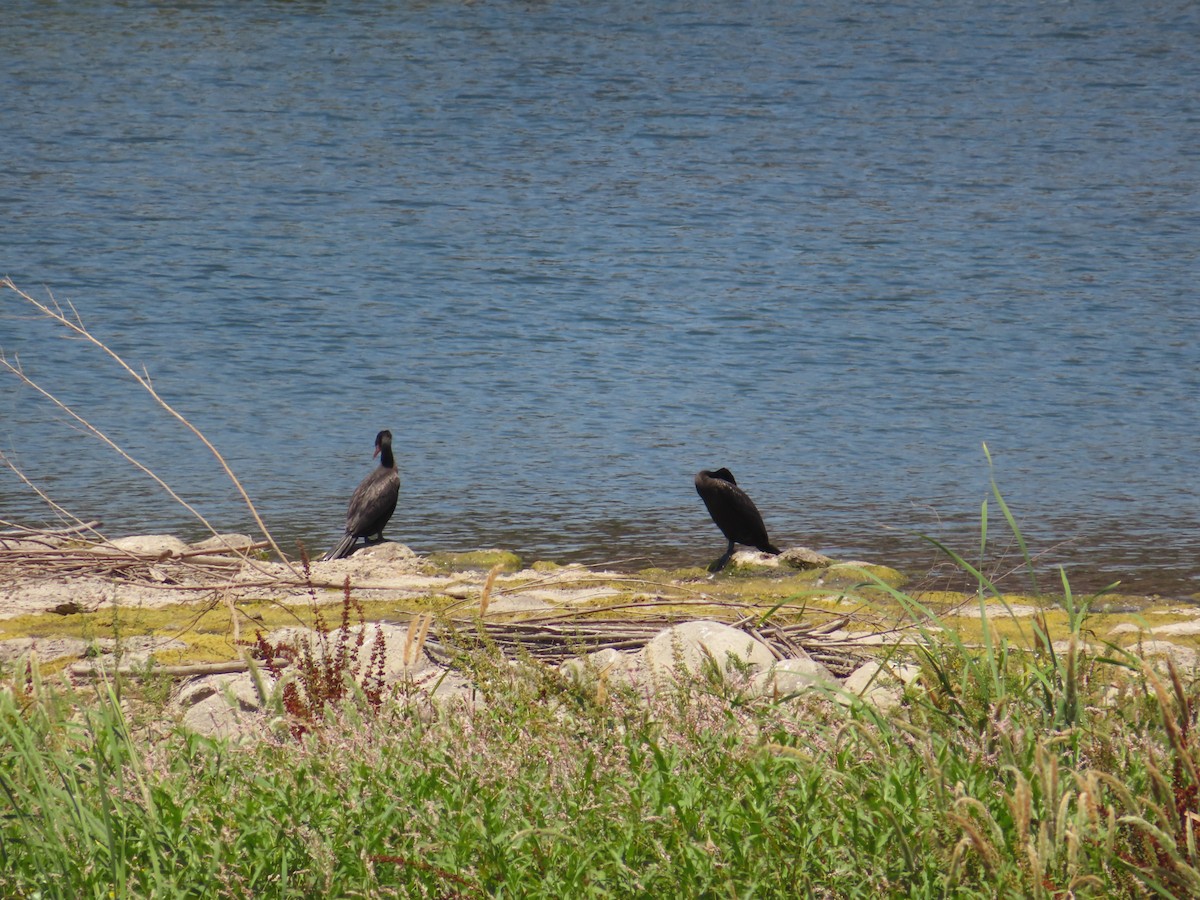 Neotropic Cormorant - ML620593691