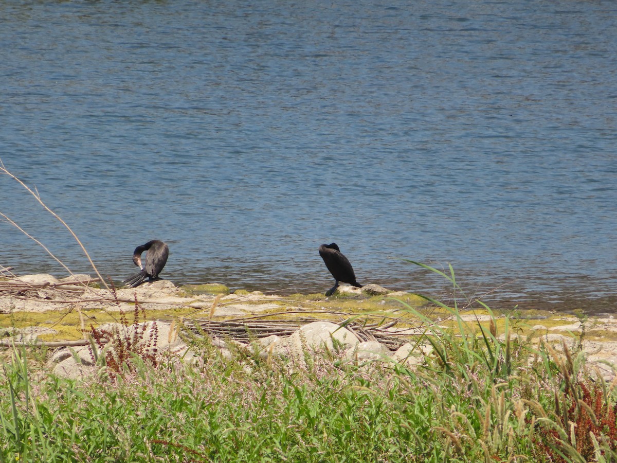 Neotropic Cormorant - ML620593692