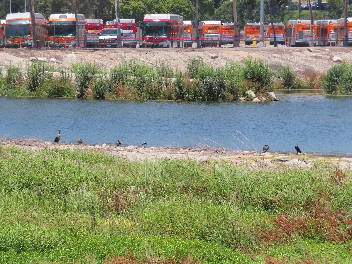 Cormorán Biguá - ML620593693