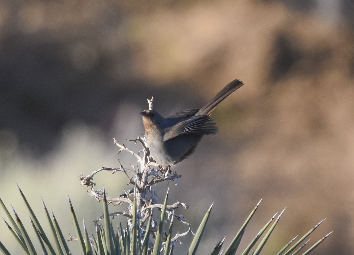 California Towhee - Annie Meyer