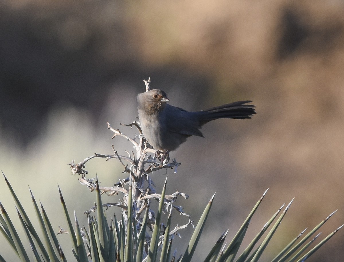 California Towhee - ML620593696