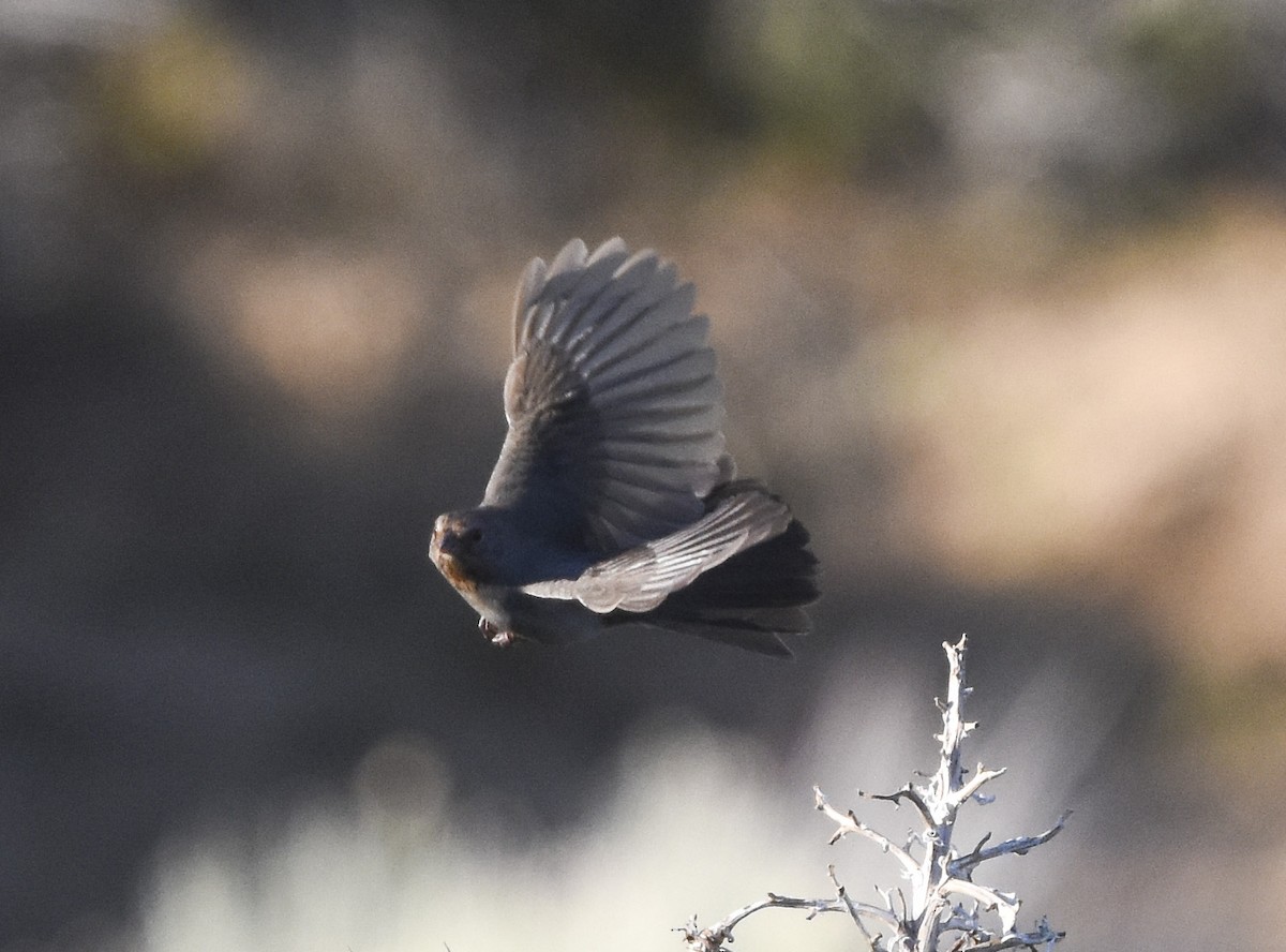 California Towhee - ML620593697