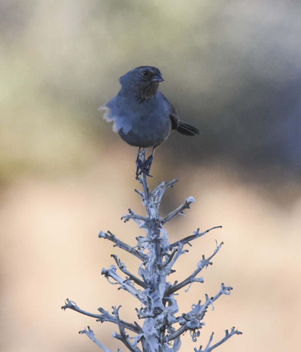 California Towhee - ML620593698