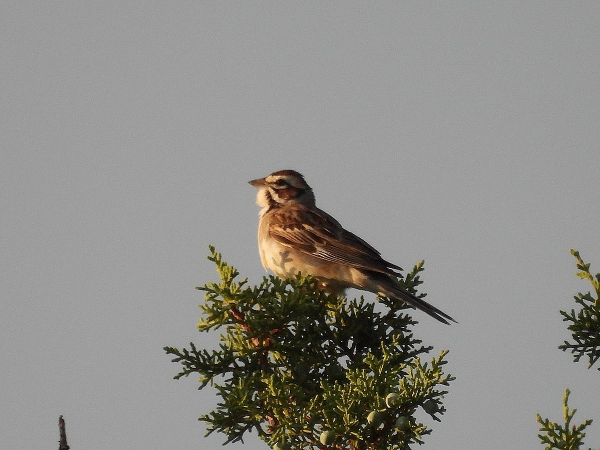 Lark Sparrow - ML620593700