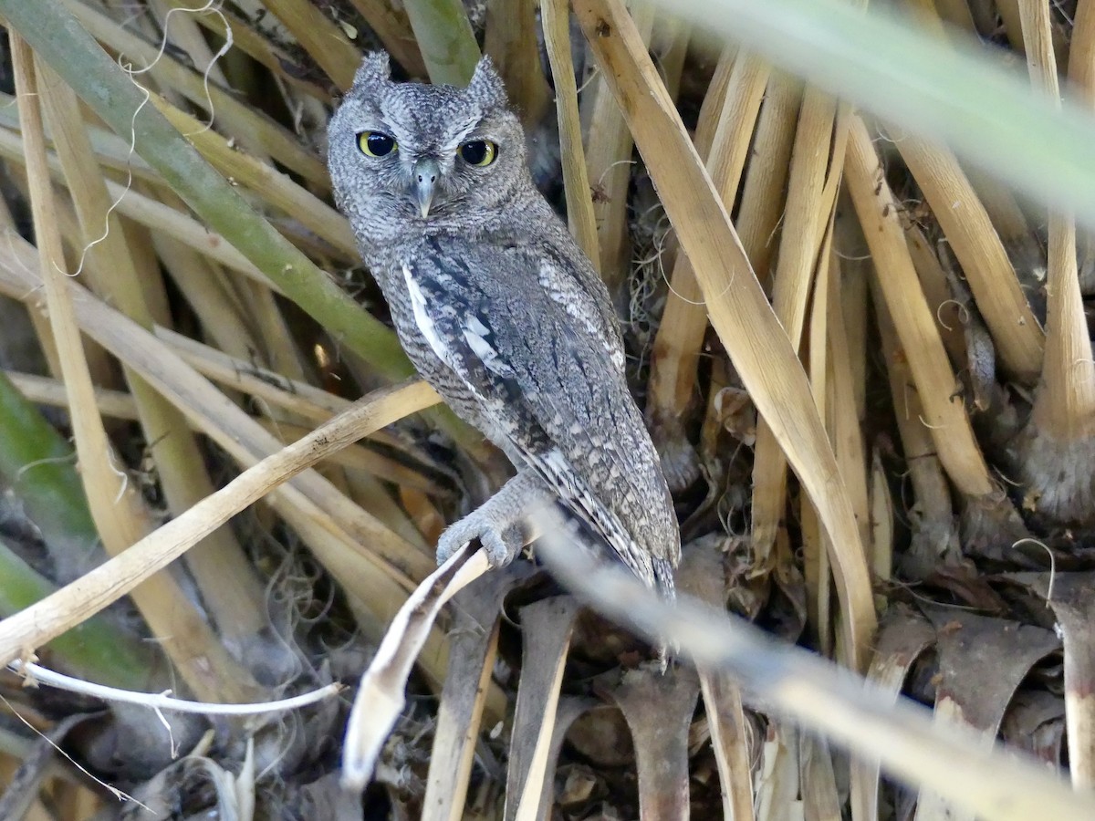 Western Screech-Owl - ML620593703