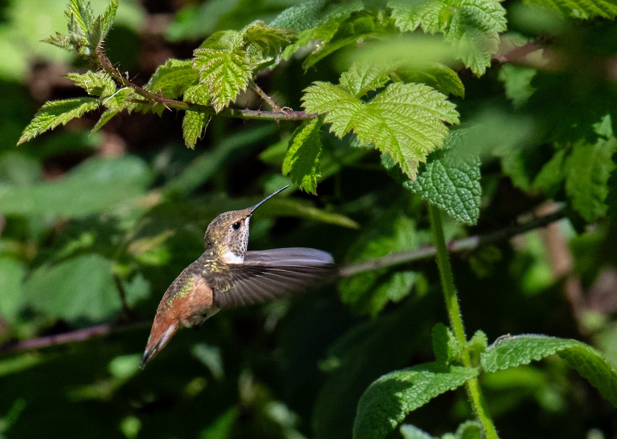 Allen's Hummingbird - ML620593705