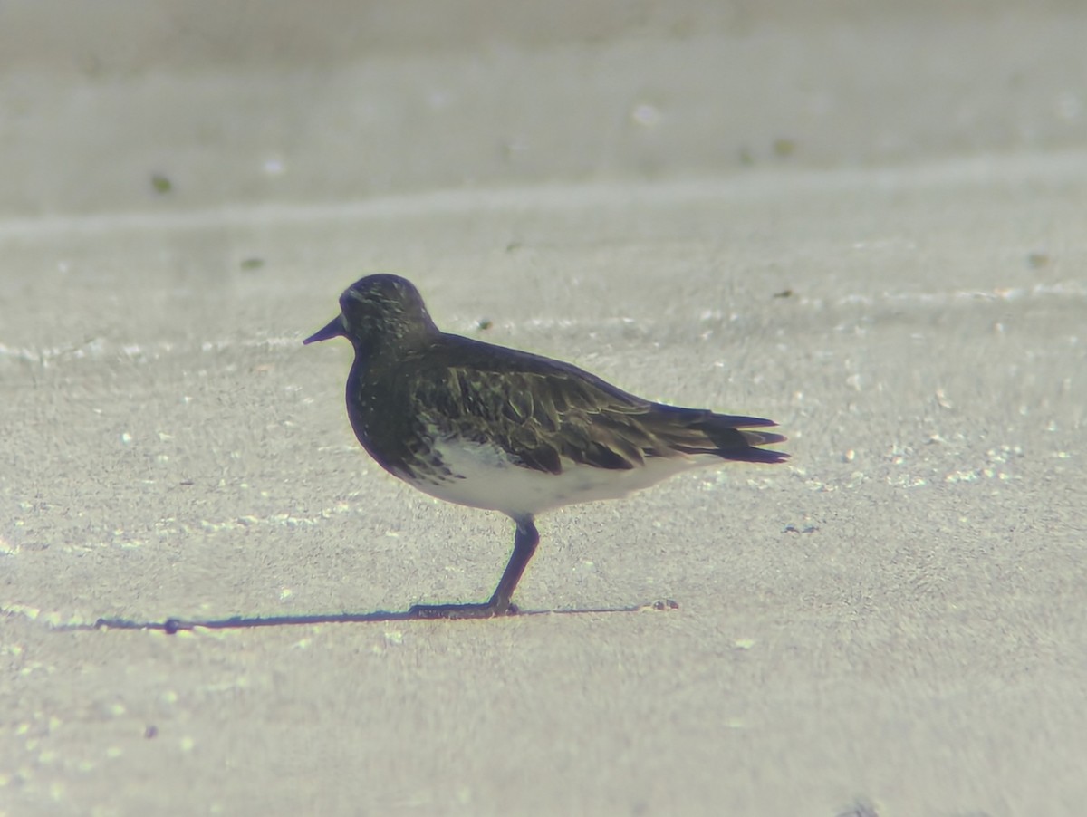 Black Turnstone - ML620593709