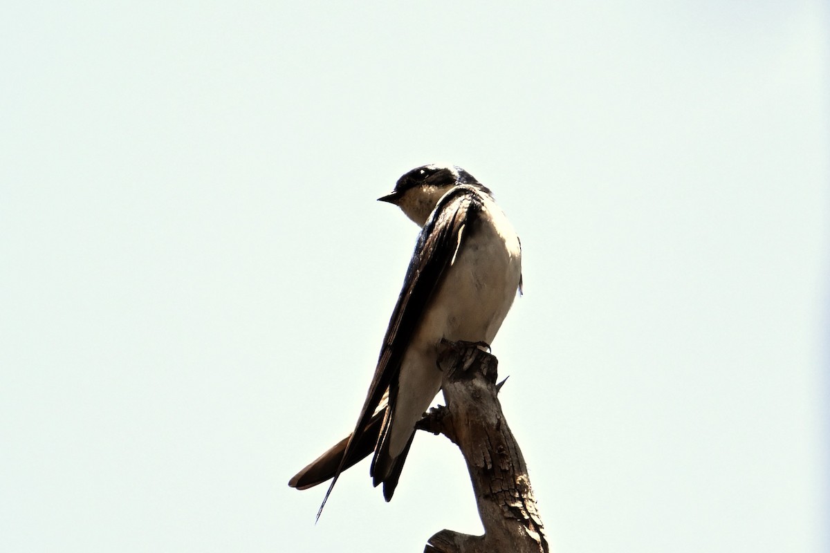 Tree Swallow - ML620593712