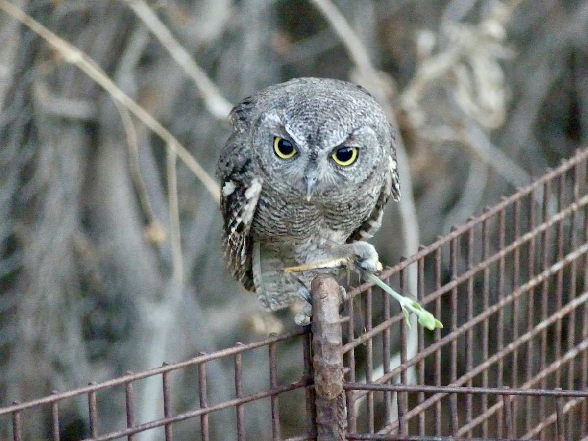 Western Screech-Owl - ML620593713