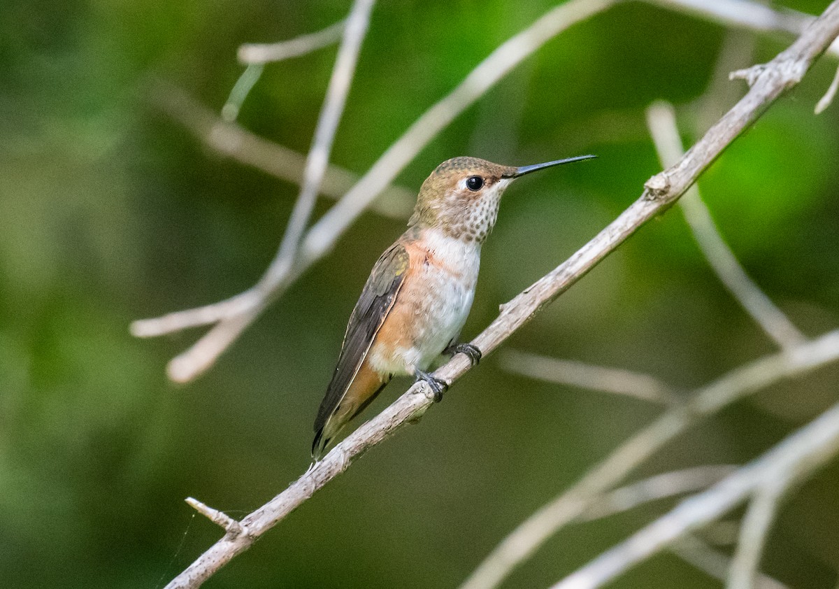 Allen's Hummingbird - Colin McGregor