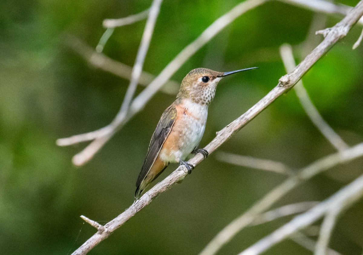 Allen's Hummingbird - ML620593721
