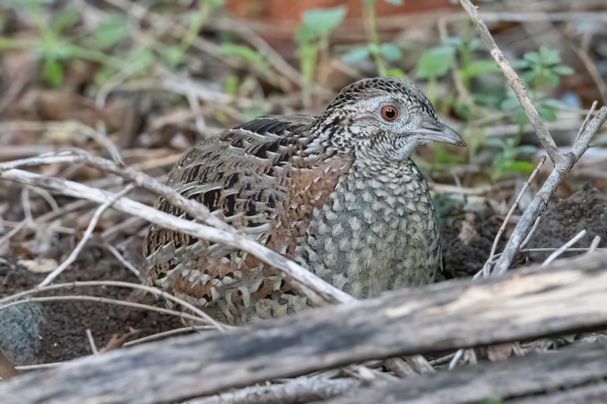 Painted Buttonquail - ML620593724