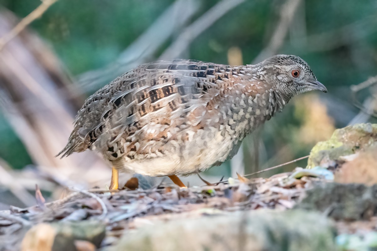 Painted Buttonquail - ML620593725