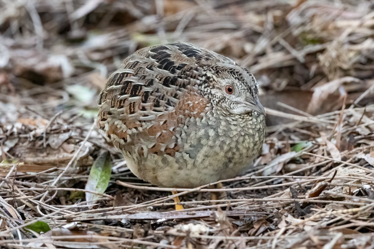 Painted Buttonquail - ML620593727