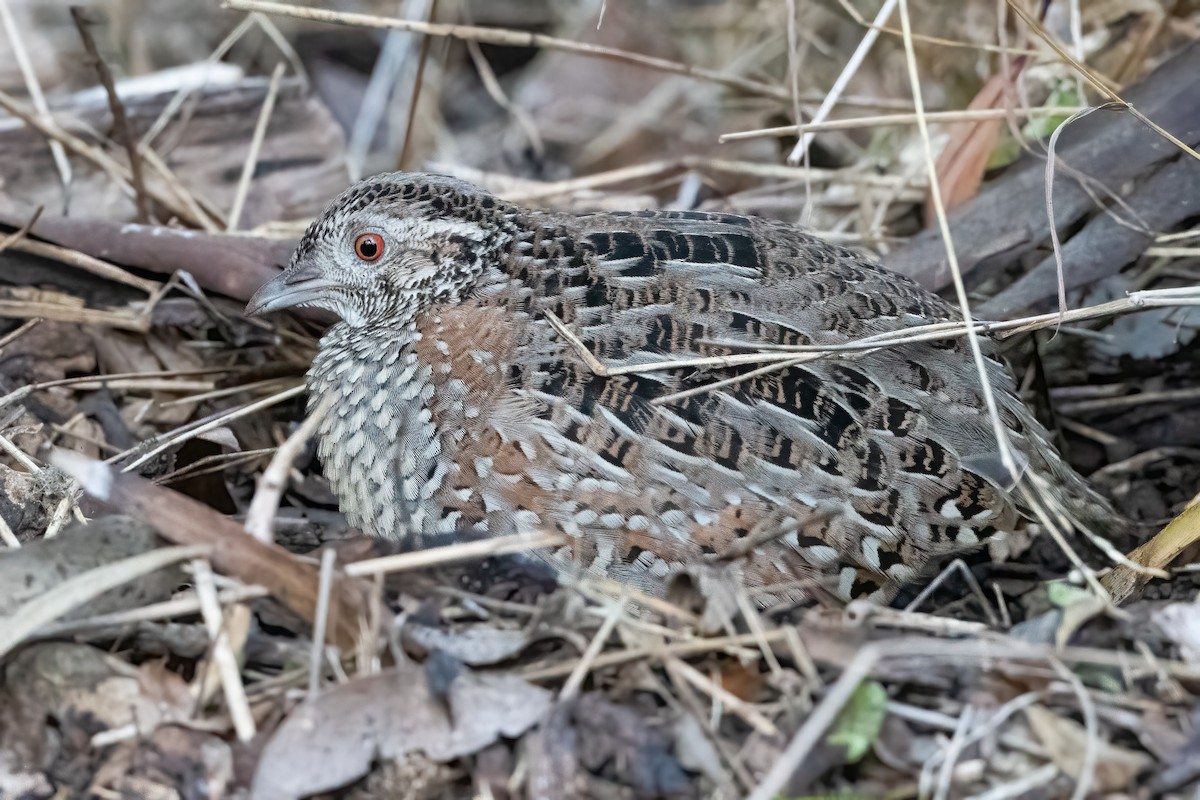 Painted Buttonquail - ML620593728