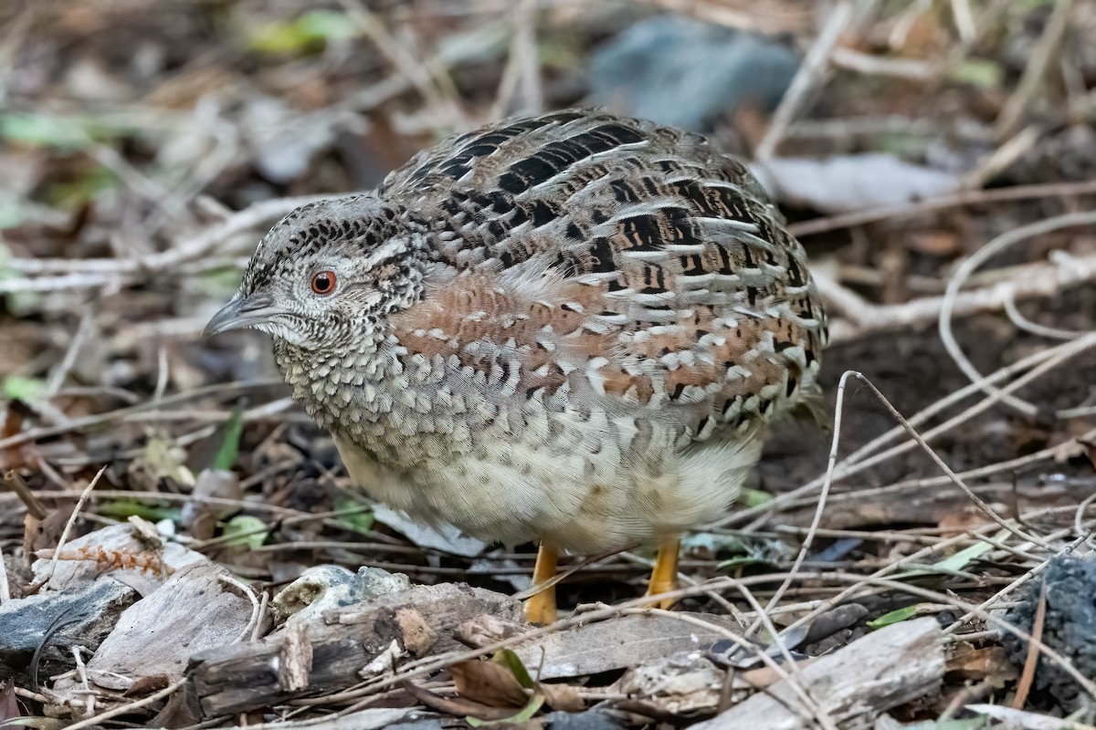 Painted Buttonquail - ML620593729
