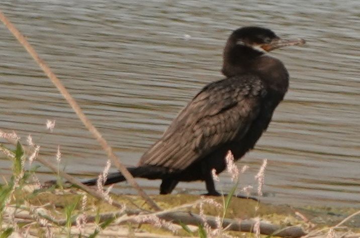 Neotropic Cormorant - ML620593737