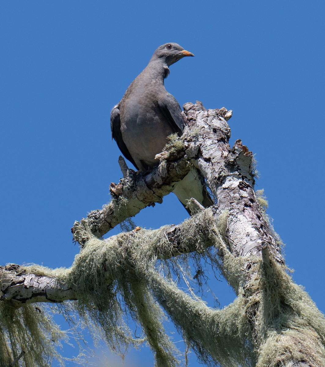 Band-tailed Pigeon - ML620593752