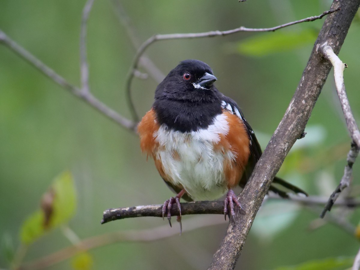 Spotted Towhee - ML620593758