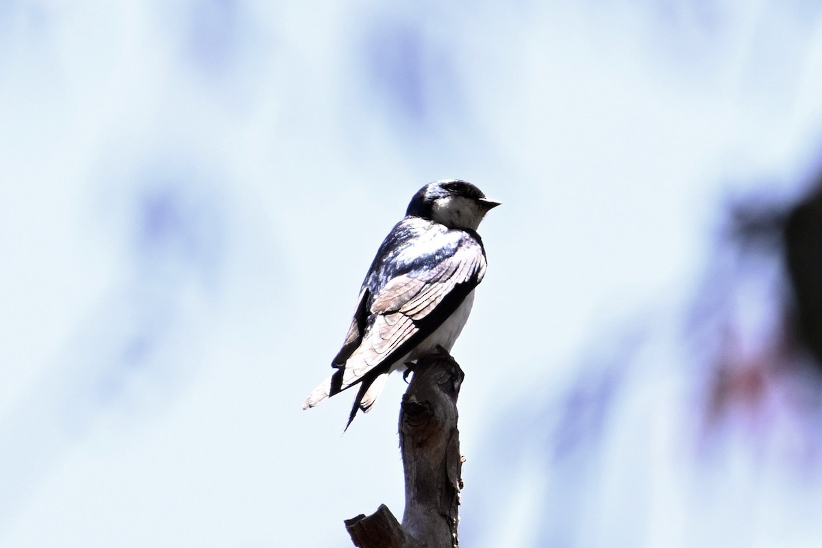 Tree Swallow - John Dumlao
