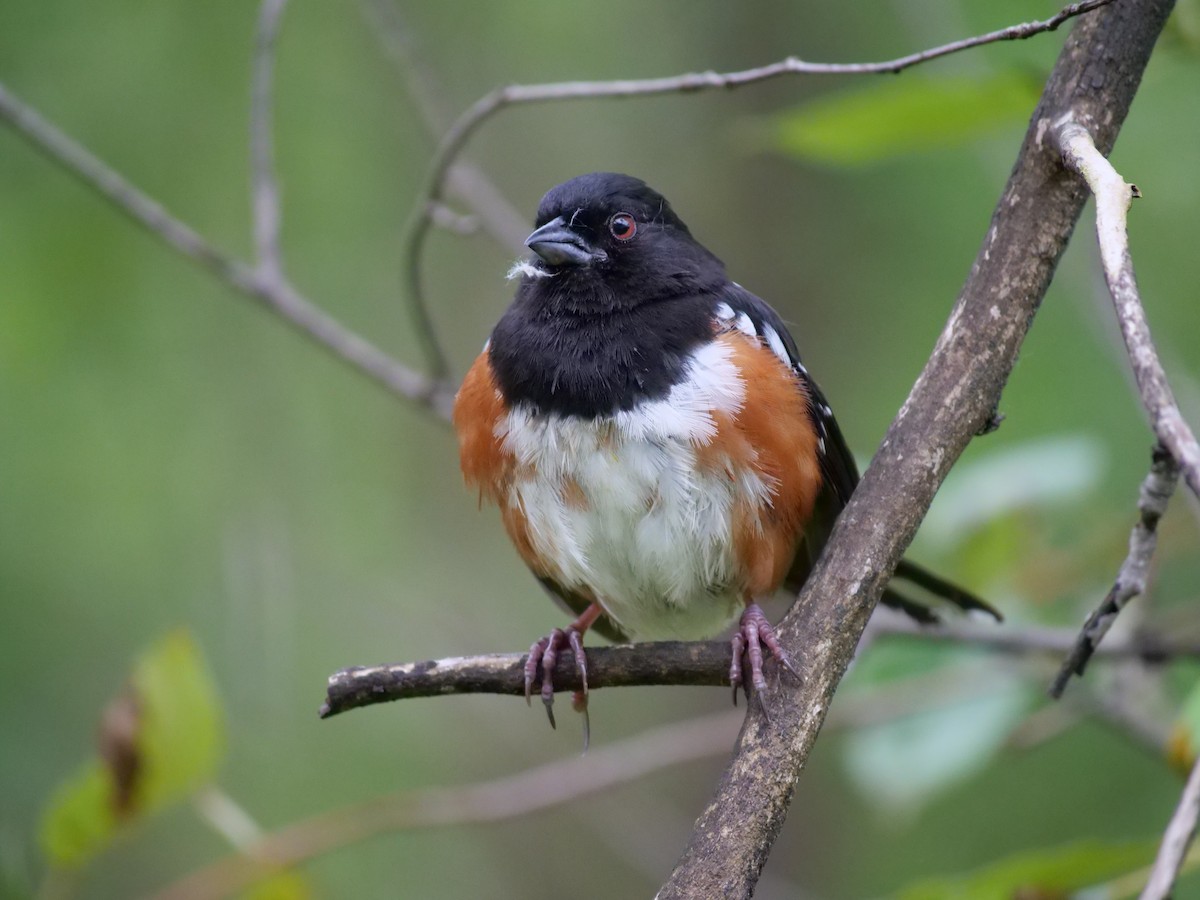 Spotted Towhee - ML620593762