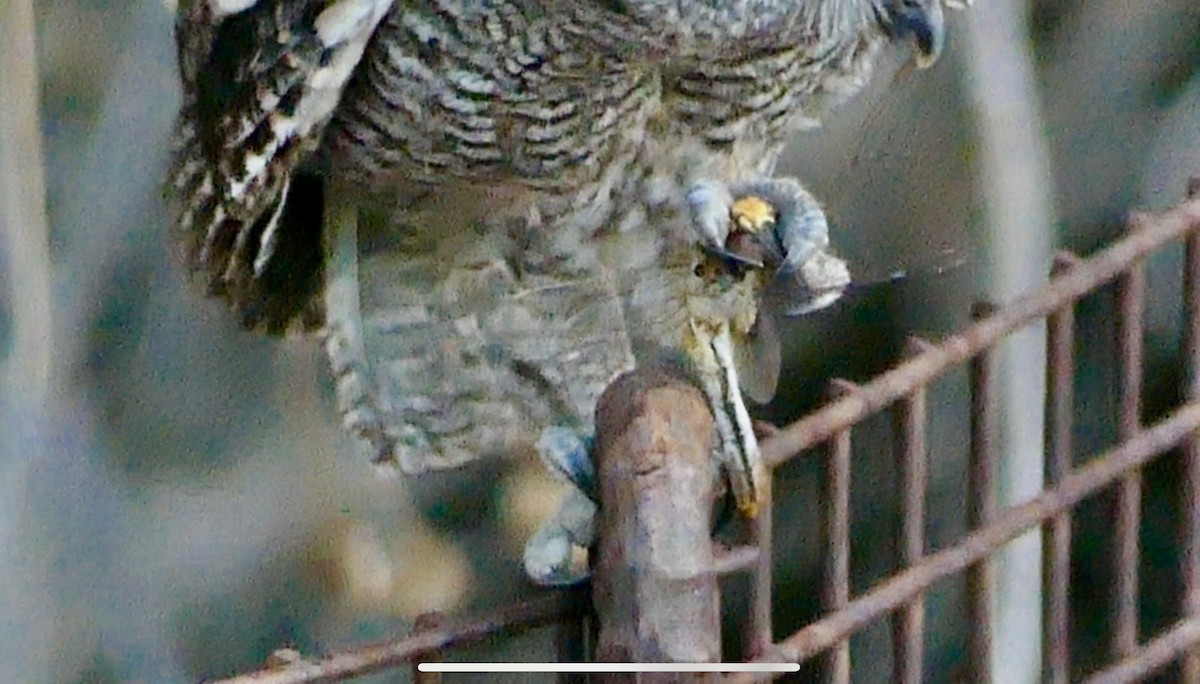 Western Screech-Owl - ML620593766