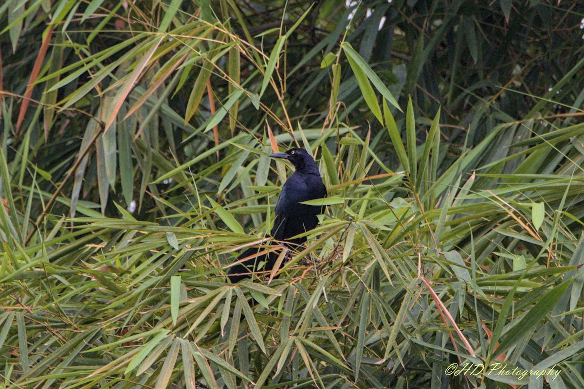 Great-tailed Grackle - ML620593778