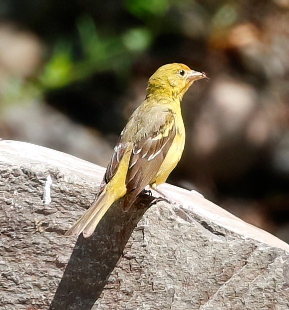 Western Tanager - ML620593796